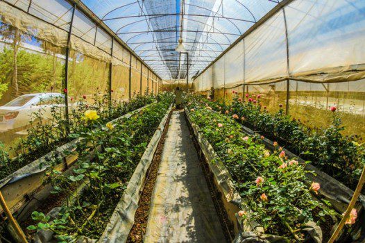 Bayer wil groen licht voor aandelenuitgifte
