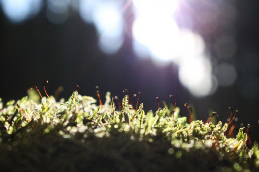 Bayer moet 2 miljard betalen in Roundup-zaak