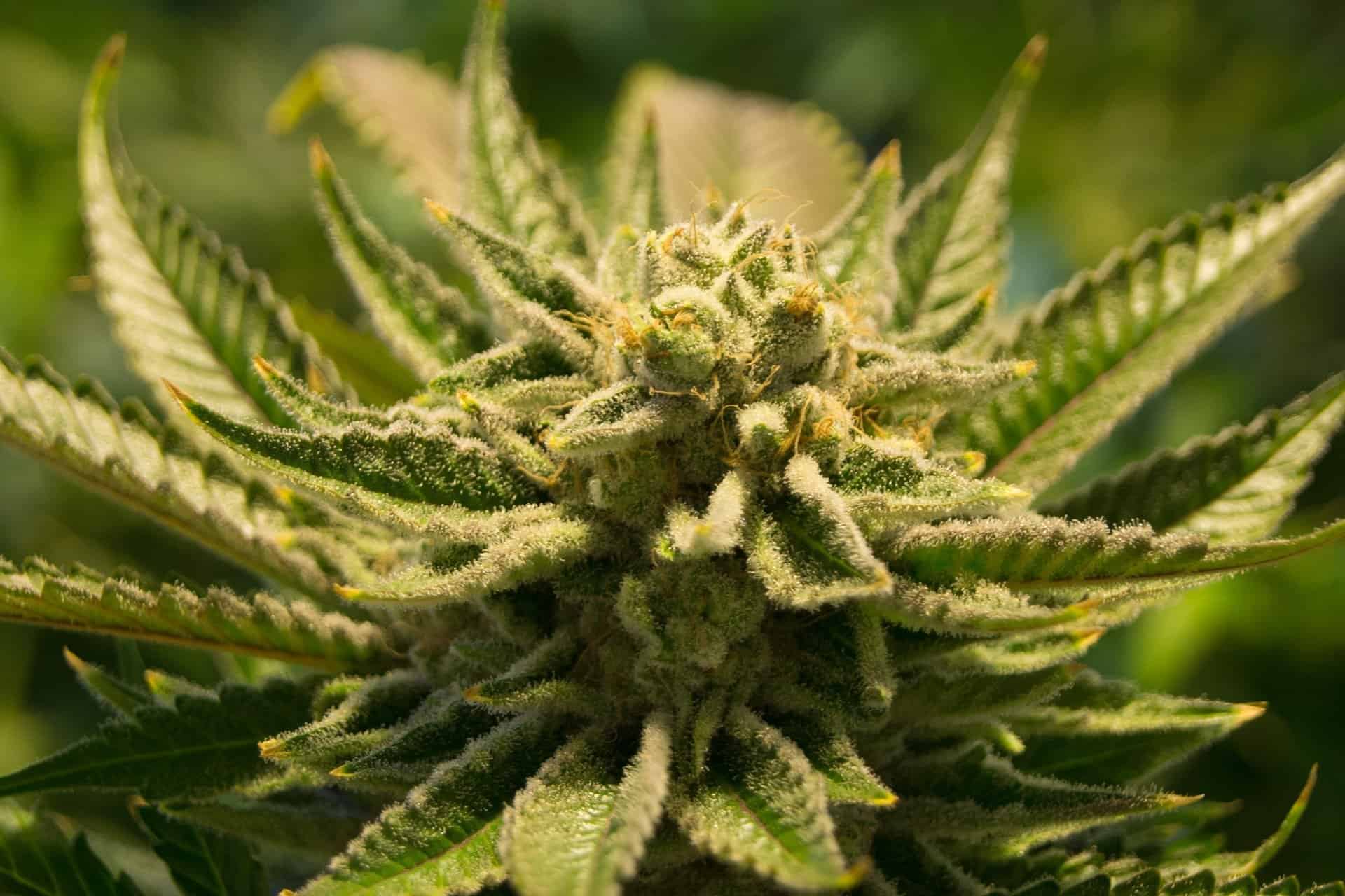 4 goedkope marihuana aandelen om te kopen